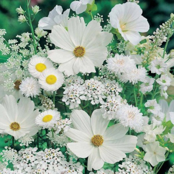 Белые полевые цветы Алмазная живопись АЖ.1195, цена 4 074 руб. - интернет-магазин Мадам Брошкина