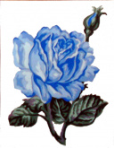Голубая роза Soulos 43.101