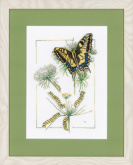 From Caterpillar to Butterfly   Lanarte PN-0021620