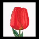 Красный тюльпан Дарвинов гибрид Thea Gouverneur 521