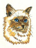 Персидский кот Eva Rosenstand 12-917