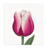 Сиреневый тюльпан Thea Gouverneur 517