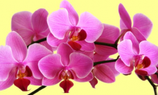 Розовая орхидея Алмазная вышивка СК-644