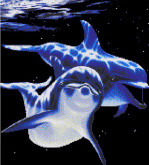 Дельфины Нитекс 0008