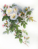 "Белые розы" по рисунку П. де Лонгпре Марья Искусница 06.002.45