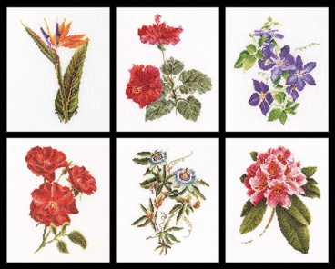 Шесть цветочных исследований Thea Gouverneur 3081, цена 6 446 руб. - интернет-магазин Мадам Брошкина
