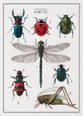 История насекомых Thea Gouverneur 566