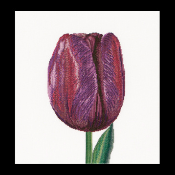 Фиолетовый Тюльпан Триумф Thea Gouverneur 514, цена 4 468 руб. - интернет-магазин Мадам Брошкина
