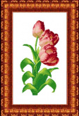 Тюльпаны Каролинка КК 410
