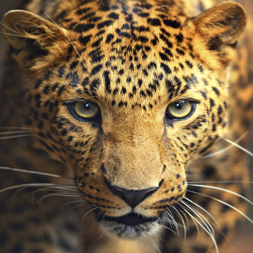 Портрет леопарда Алмазная живопись АЖ.1400, цена 1 304 руб. - интернет-магазин Мадам Брошкина