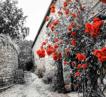 Красные розы на каменной стене Molly KH0966, цена 1 112 руб. - интернет-магазин Мадам Брошкина